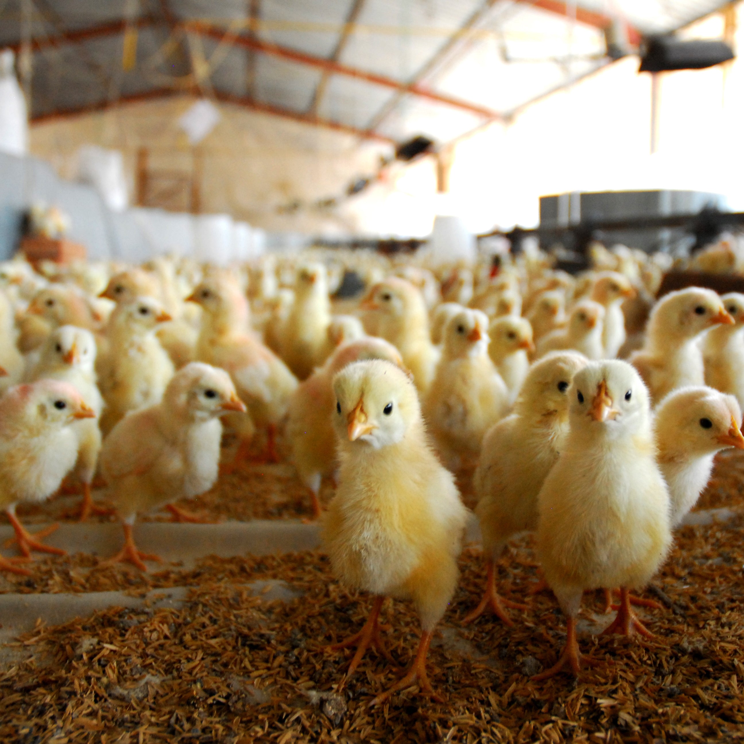 Chicken Products | Indiv Farm Supply