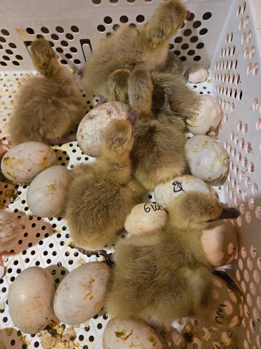 What's Hatching, Hot Stuff?