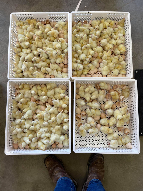 It's Incubator Season