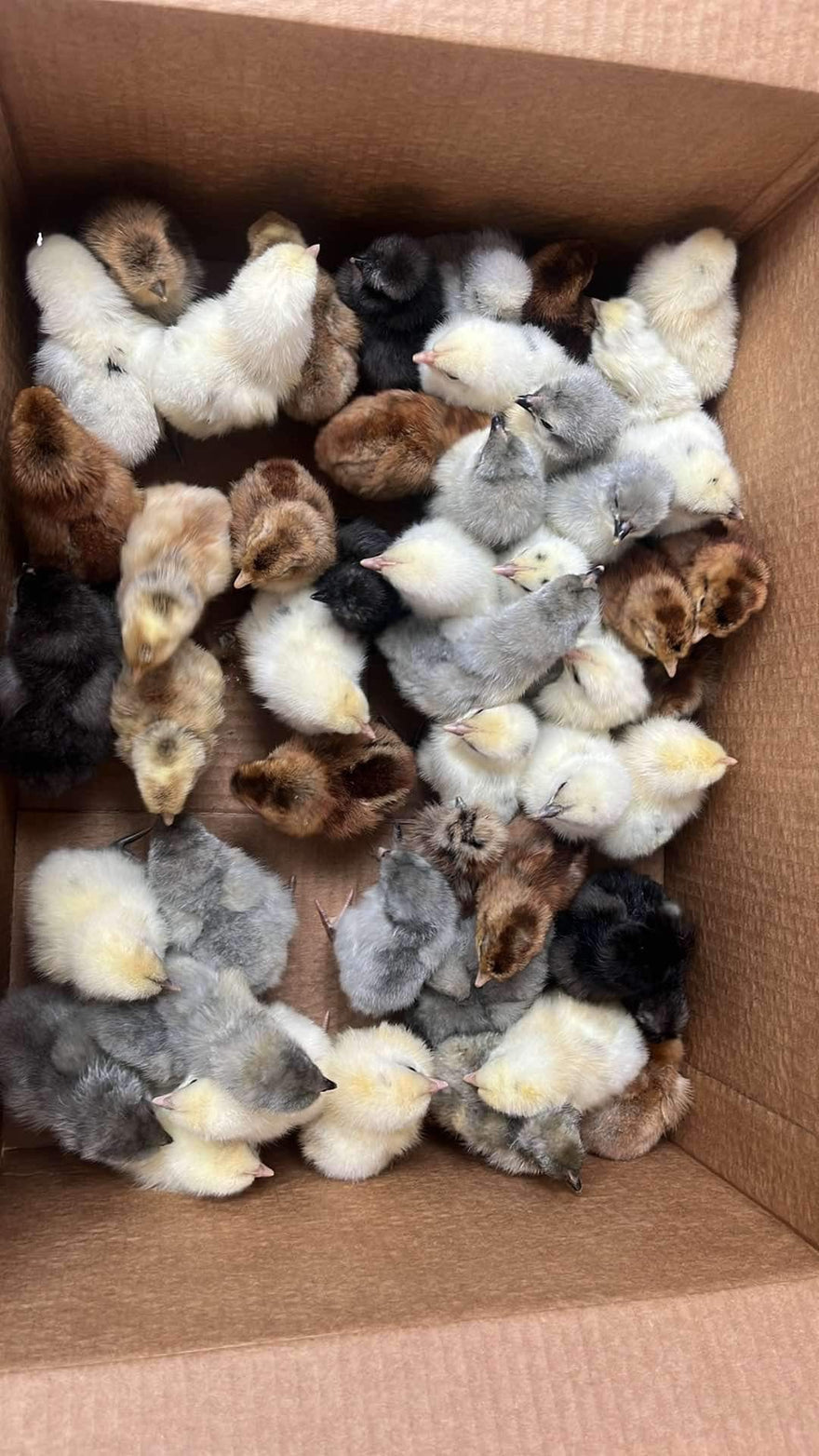 I know where to get chicks & hatching eggs!