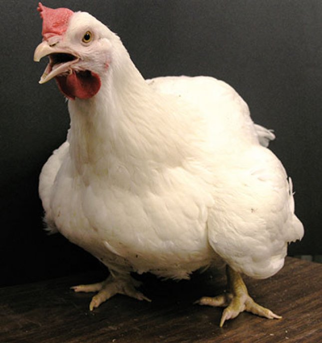 Managing Chickens During Extreme Heat