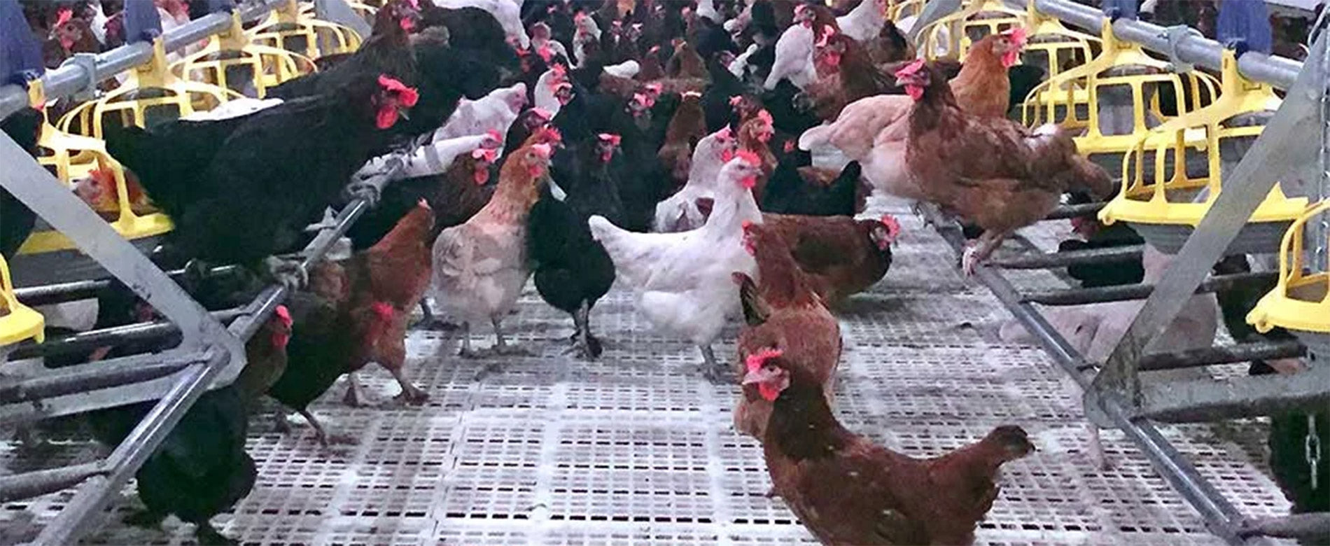 Plastic Slat Flooring | Indiv Farm Supply
