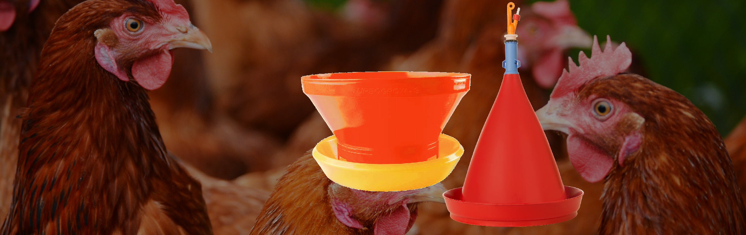 Feeders and Drinkers