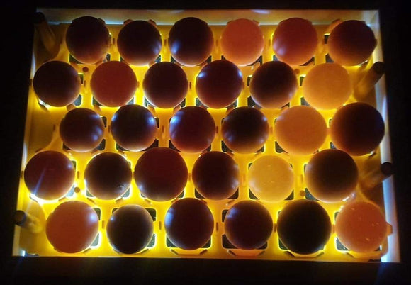 SureView Egg Candler