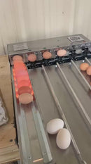 Egg Sorter / Egg Washer Combo-1